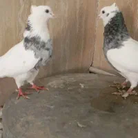 طوقی الماسی|پرنده|دره شهر, |دیوار