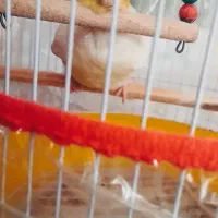 فروش فوری عروس هلندی نر