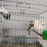 سهره.|پرنده|نیشابور, دهنو|دیوار