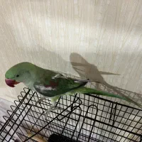 شاه طوطی|پرنده|نیشابور, شریعتی|دیوار