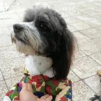 واگذاری سگ نژاد کوچک پذیرفته میشود ترجیحا ماده