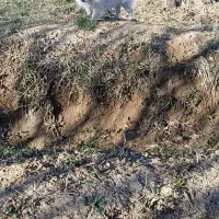 پاکوتاه نژاد بیکینگز