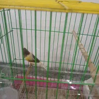 دو عدد قناری سالم نر بخون ماده آمده|پرنده|شاهدشهر, |دیوار