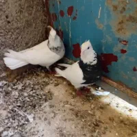 یک جفت طوقی کرمانشاهی