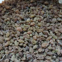 کشمش سایه خشک
