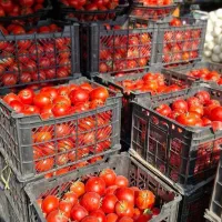 رب خانگی|خوردنی و آشامیدنی|تهران, زعفرانیه|دیوار