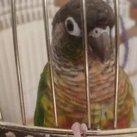 طرح تعویض پرنده های تزیینی|پرنده|مشهد, مصلی (کارمندان اول)|دیوار