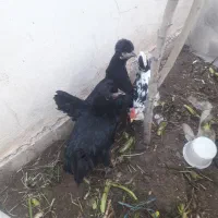 مرغ و خروس نژاد دار