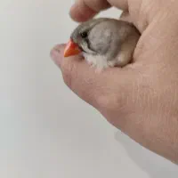 فنچ|پرنده|کرج, خرمدشت|دیوار