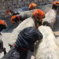 باسلام تعداد سیزده میش بختیاری