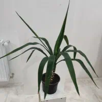 یوکا|گل و گیاه طبیعی|قزوین, |دیوار