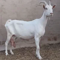 بز اصیل سانن