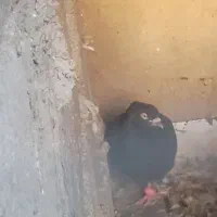 کفتر