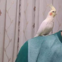 عروس هلندی نر لوتینو|پرنده|صفادشت, |دیوار