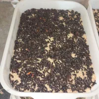 سوسک اصلاح نژاد شده وکرم میلورم|خزنده|الوند, |دیوار