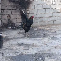 مرغ و خروس لاری و گپن ریشو و گلی اصل|حیوانات مزرعه|ایلام, |دیوار