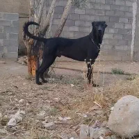 سگ اصیل سرابی