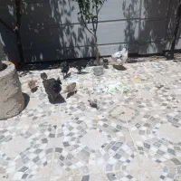 مرق وجوجه