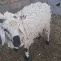 بره نر