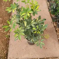 فروش عمده گل و گیاه|گل و گیاه طبیعی|بندر کنگان, |دیوار