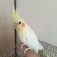 عروس|پرنده|اسلام‌شهر, مسکن مهر اسلاشهر (شهرک امام خمینی)|دیوار