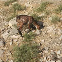 بز و بزغاله صلاصه عربی|حیوانات مزرعه|ایذه, |دیوار