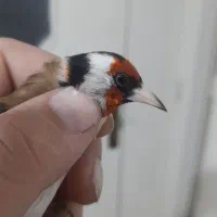 دوتا شاه سهره چهار گل نما قرص بخون