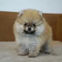 پامر دوسر خرسی اصیل|سگ|تهران, صادقیه|دیوار