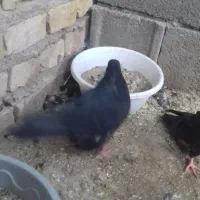 کبوتر زاغ|پرنده|مبارکه, |دیوار