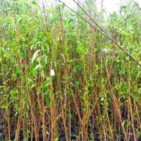 نهال|گل و گیاه طبیعی|تهران, آبشار|دیوار