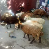 ۱۳عددکاور