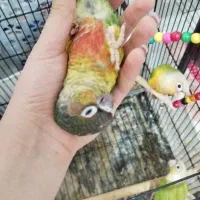 جوجه تازه دونخور راهب و گرینچیک