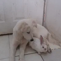 سگ بازیگوش|سگ|رباط‌کریم, رباط‌کریم|دیوار