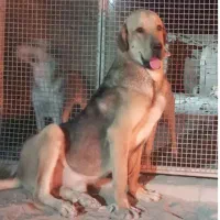 درمان انگل تراپی و سرم تراپی