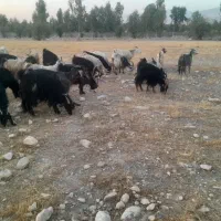 فروش ۴۱ راس بز ترکی آبستن درجه یک