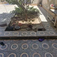 جوجه اردک ۳ ماهه
