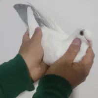 نر زرد نر دم نقره ای|پرنده|کرمان, |دیوار