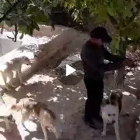 سگ میکس الابای و هاسکی