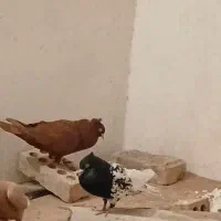 کله سیاه و سورخ