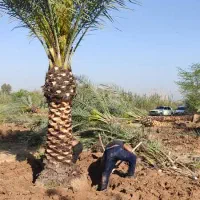 فروش انواع نخل تنه دار|خدمات باغبانی و درختکاری|تهران, شهرک پاسداران|دیوار