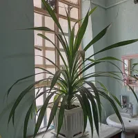 گل نخلی بسیار زیبا و بزرگ مقاوم با رشد سریع