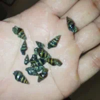 حلزون کلیر ۱۰۰عدد