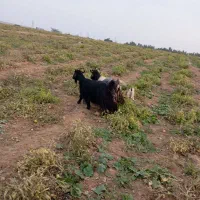 بز وبیگ|حیوانات مزرعه|شوشتر, |دیوار