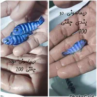 بزرگترین مرکز تخصصی و حرفه ای ماهی و آکواریوم