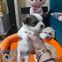 واگذاری توله شیتزو|سگ|تبریز, |دیوار