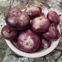 بذر پیاز قرمز درجه یک