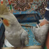 عروس هلندی|پرنده|قم, زنبیل آباد|دیوار