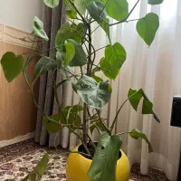 گل برگ انجیری بزرگ