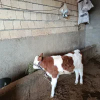 گوساله نر درجه یک|حیوانات مزرعه|گلپایگان, |دیوار