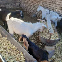 نر بز|حیوانات مزرعه|رفسنجان, |دیوار